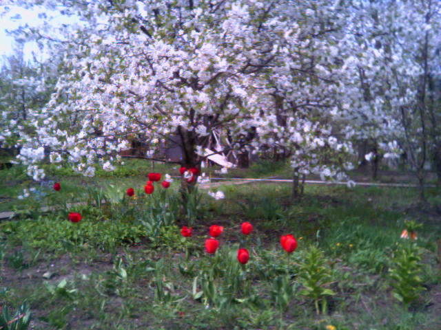 Дача Весной Фото