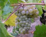 Вредители на винограде - Пестрянка виноградная